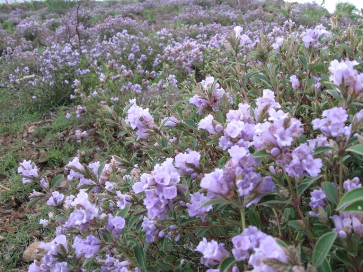 Strobilanthes kunthiana eFlora of India